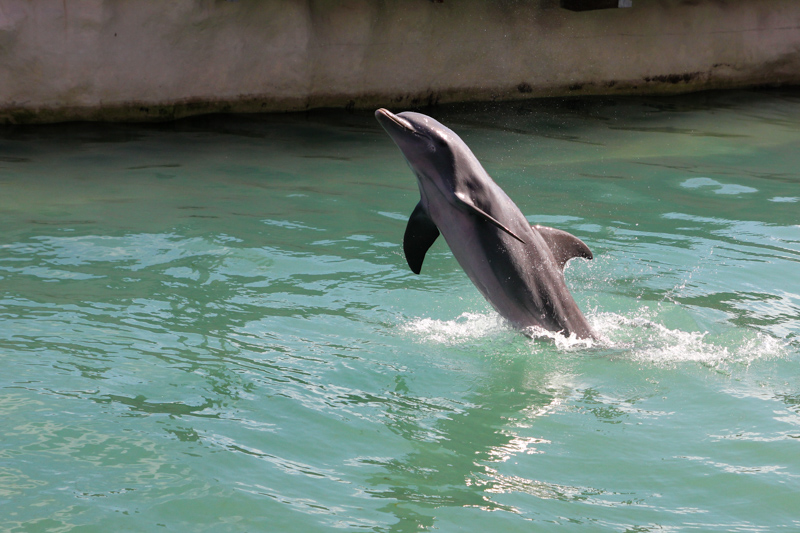 Dolphin at Costa Maya Cruise Port