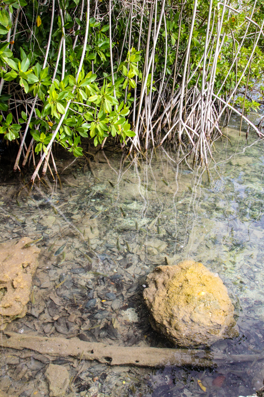 Bacalar Lagoon