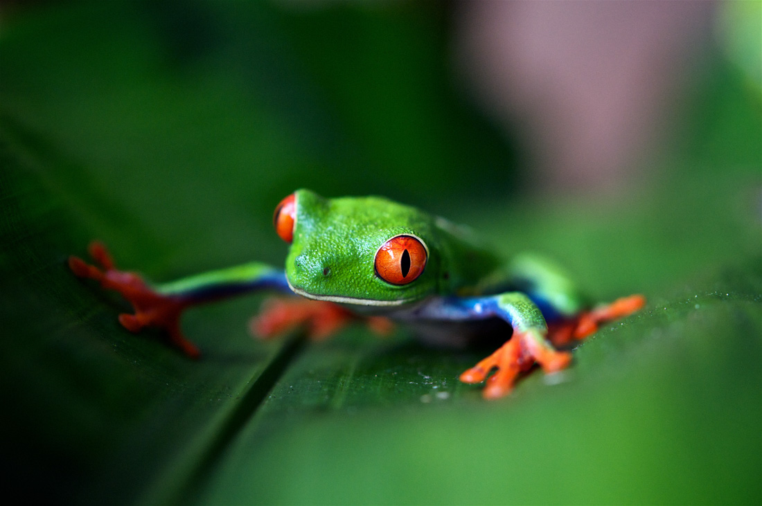 Cloud Forest in Costa Rica