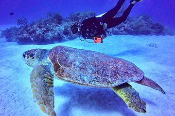 Two tanks local diving for certified divers, SCUBA gear included