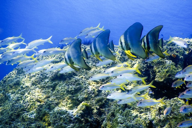 Read more about the article The Best Scuba Diving Tours in Koh Chang