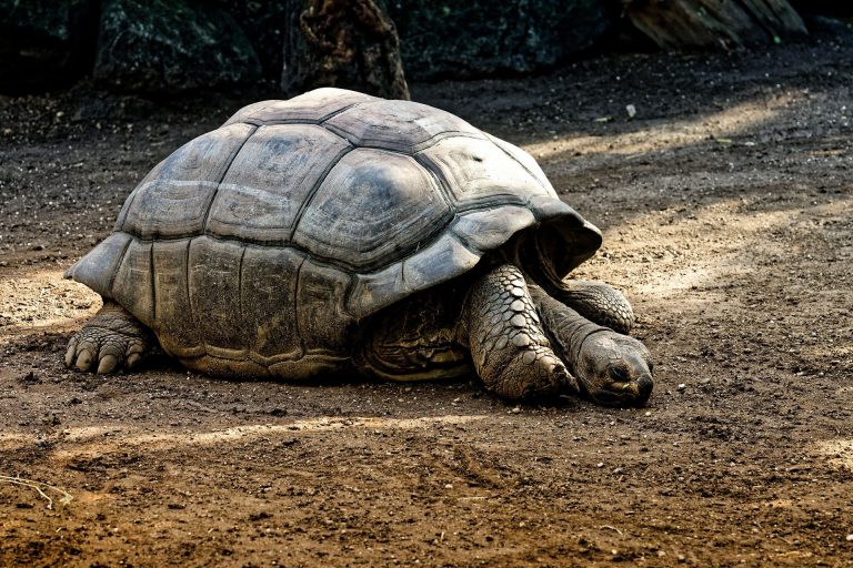 Read more about the article Galápagos Islands and Cruises – Travelling Abroad