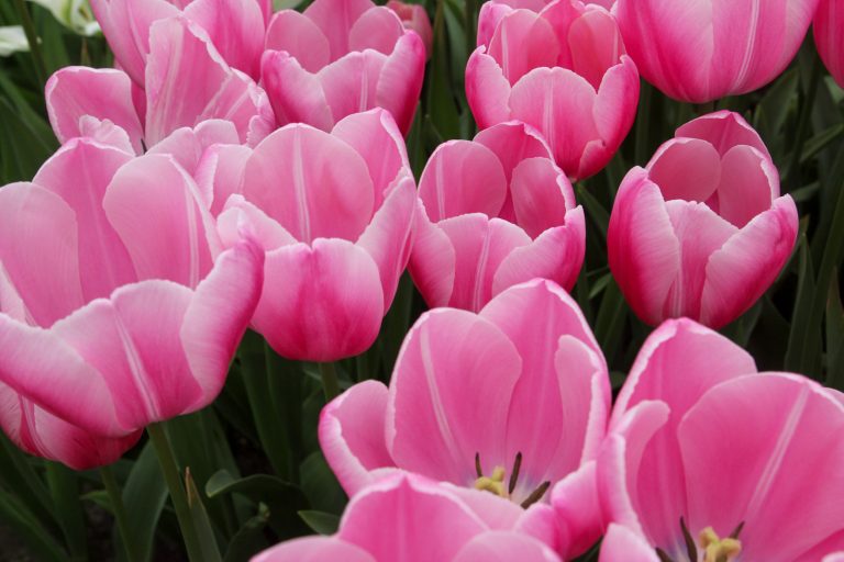 Keukenhof Tulips