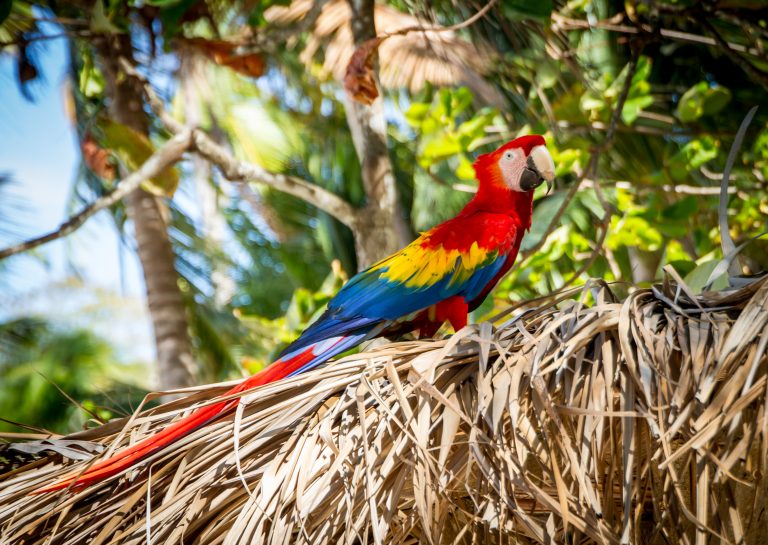 Read more about the article The Best 10-Day Tours in Costa Rica